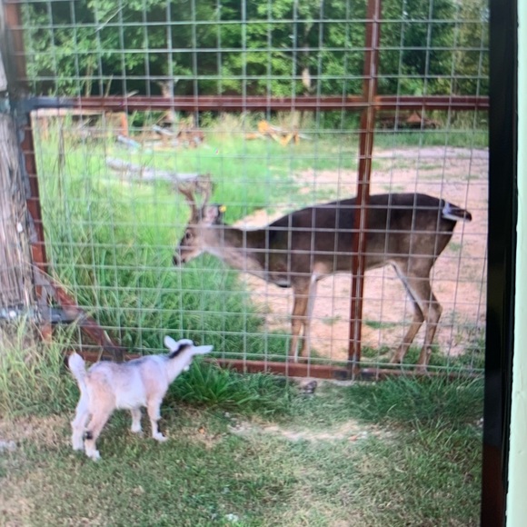 Meet your Posher, Mason - Picture 3 of 3